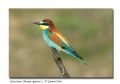 Merops apiaster